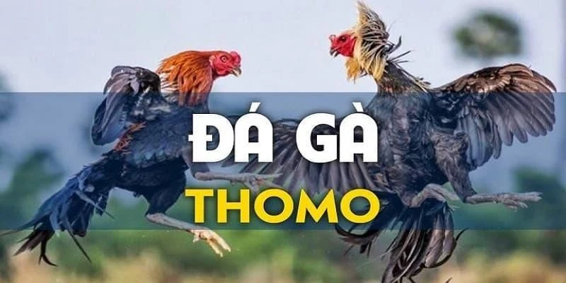 Giới thiệu vài nét cơ bản về đá gà Thomo